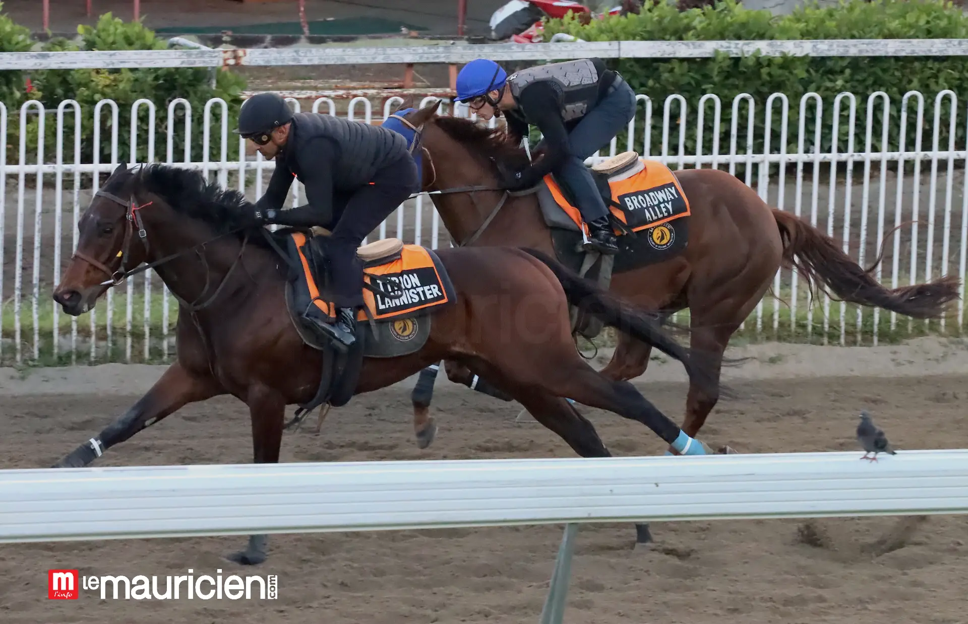 watermarked_IMG_6554.webp